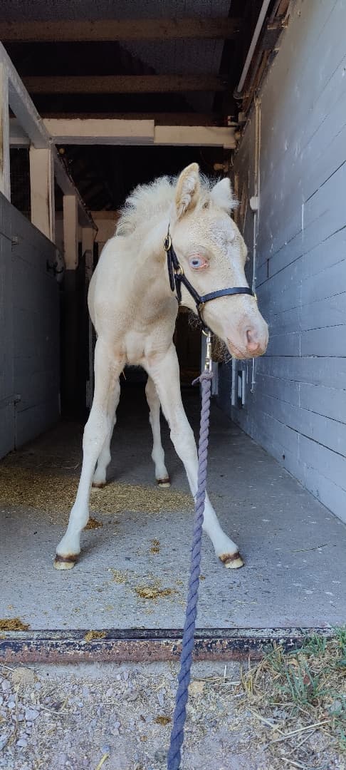 Bild av Framtidsponny med ovanligt färganlag