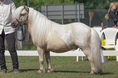 Inlägg 16 av Trickridning med titeln Utställning 2022