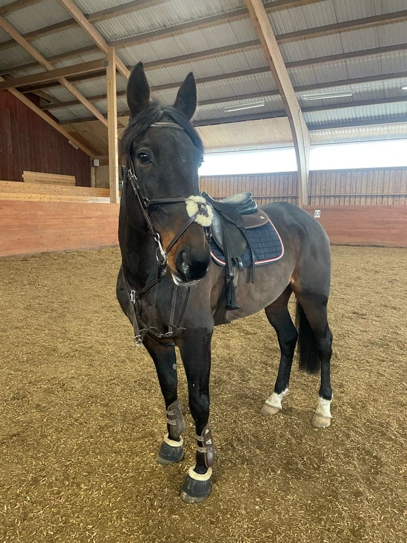 Bild 4 av Bara Du Chene