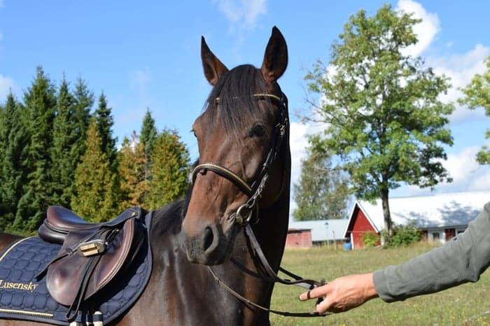 Media 1 av Ollis Elvis