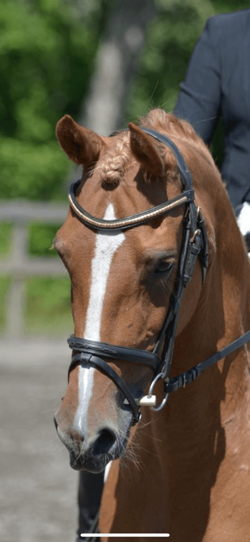 Bild av FEI ponny för framtiden!🌟