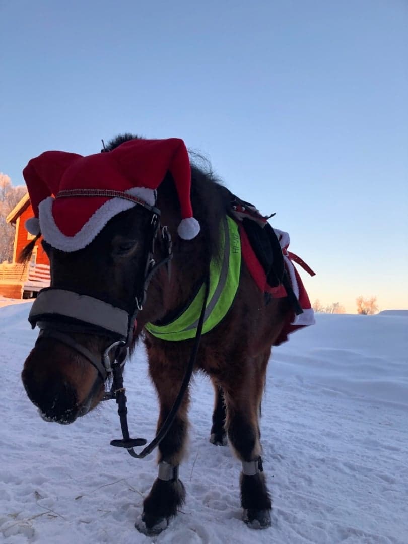 Bild 1 av Ulriksbergs Enzo