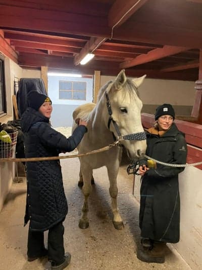Inlägg 19 av Lipizzaner med titeln Zara borstas bort all smuts😍
