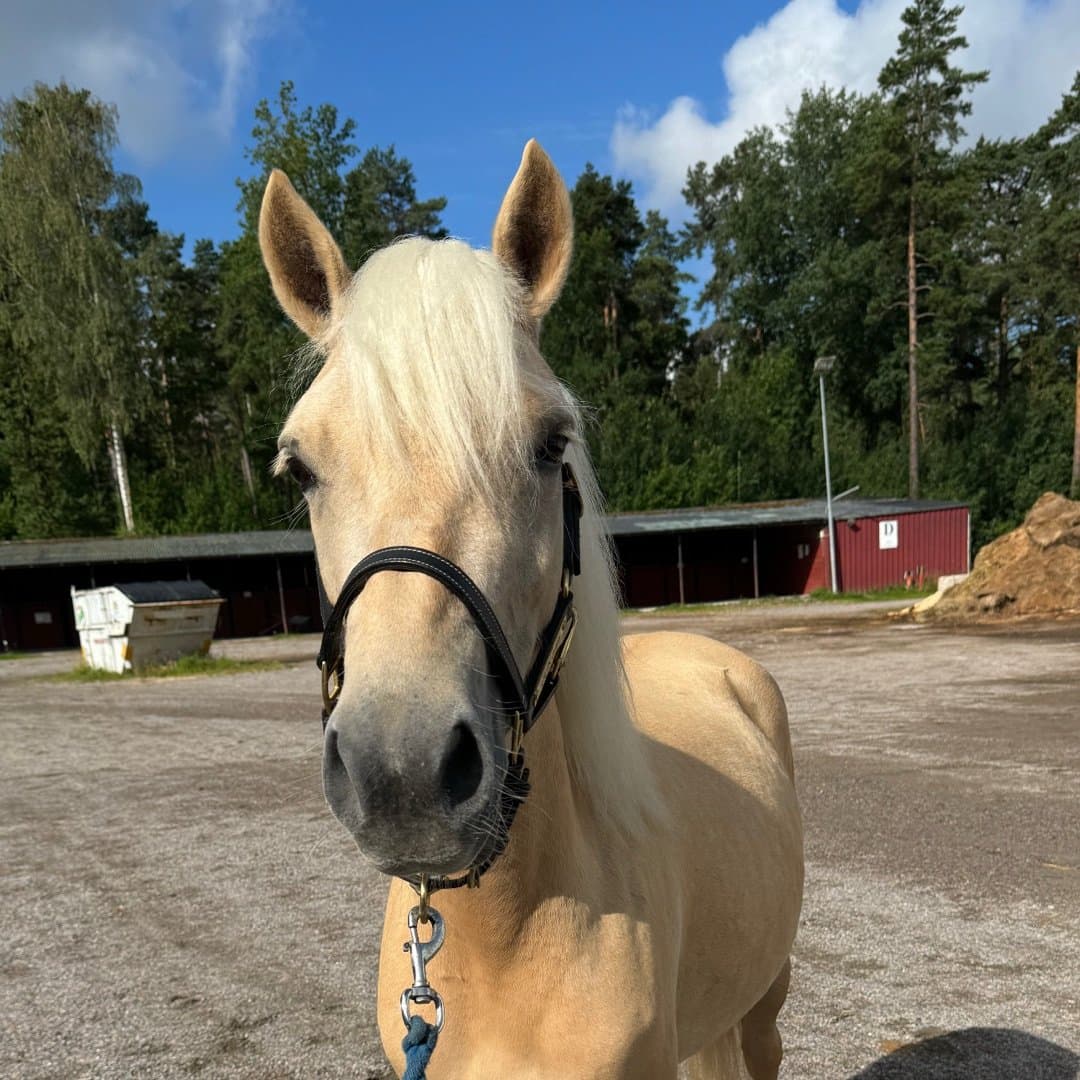Bild 1 av LGJs Olivia