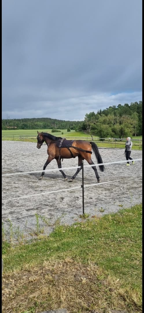 Image 3 of Grön 7 åring söker nytt kärleksfullt hem 