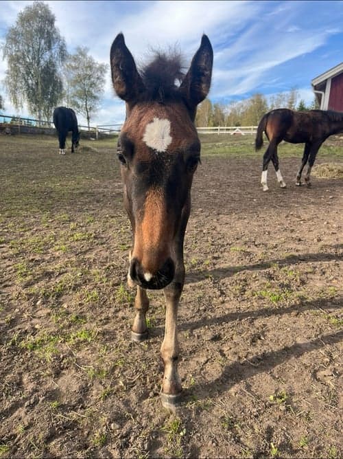 Bild av Snyggt & trevligt stoföl -25 med prestationsstam