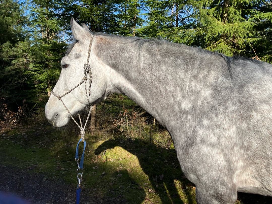 Bild 1 av Granlys Dagur