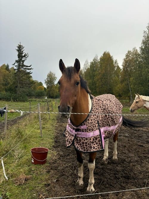 Bild av Leopardmönstrat täcke