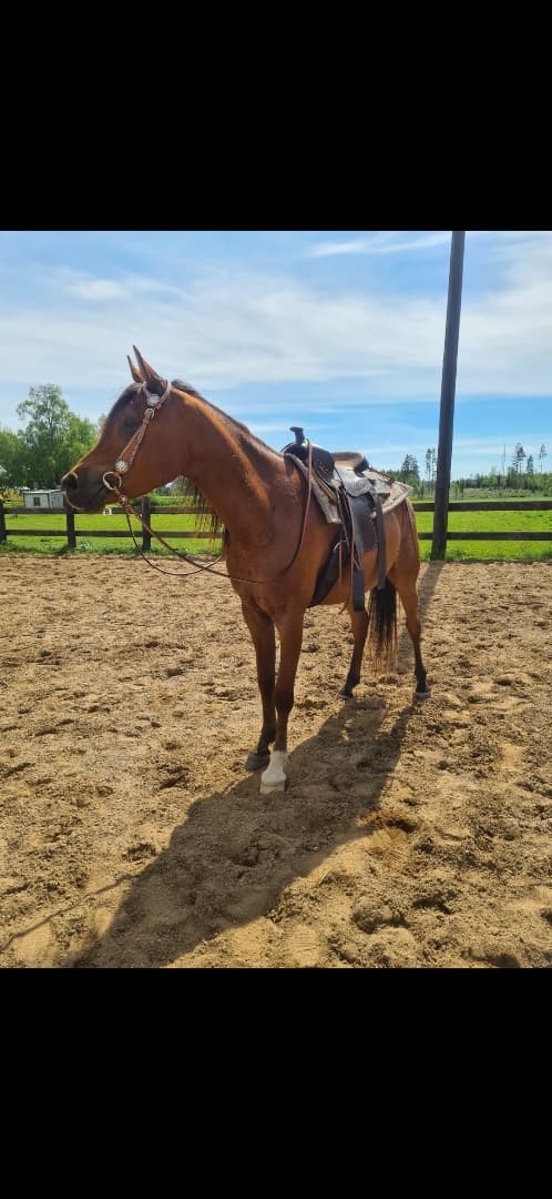 Bild av Panda - Arabiskt fullblod!