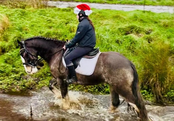 Media 6 av Charles – trygg, snäll och genuin valack!