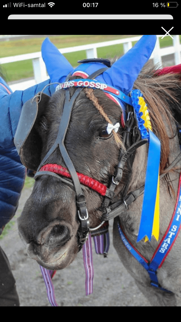 Media 1 av Smedens Gossip