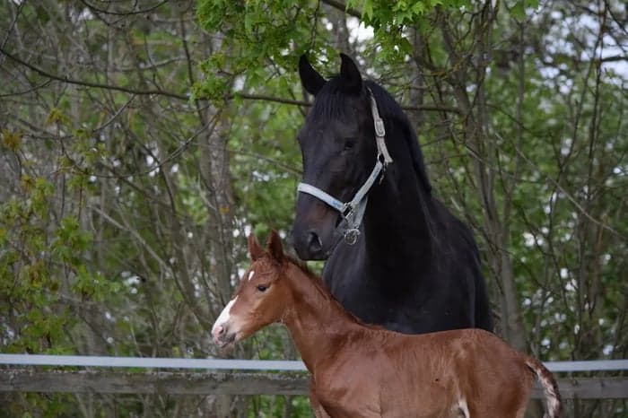 Media 1 av Zonya MVG
