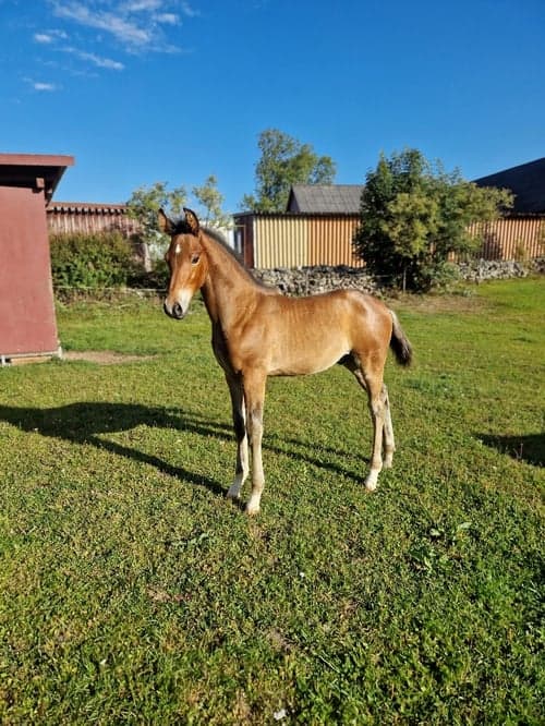 Bild av Härligt hingstföl 