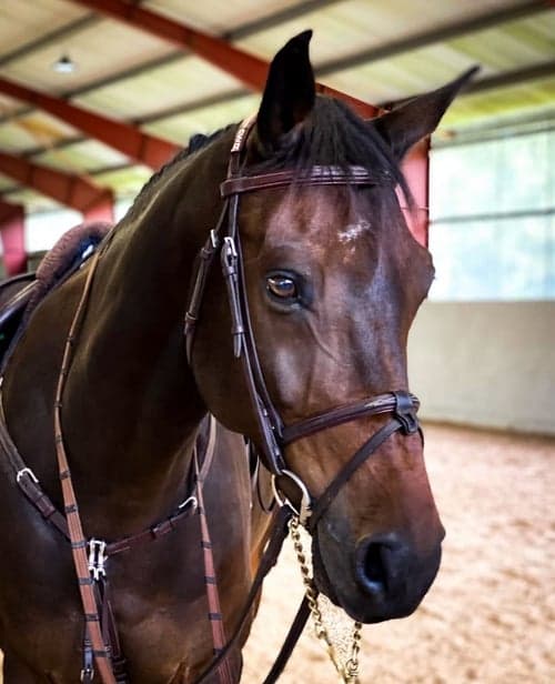 Bild av Valack som har allt