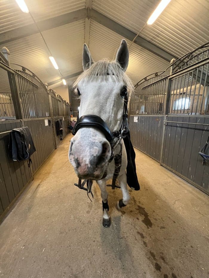 Media 1 of Bjärbys Pomona