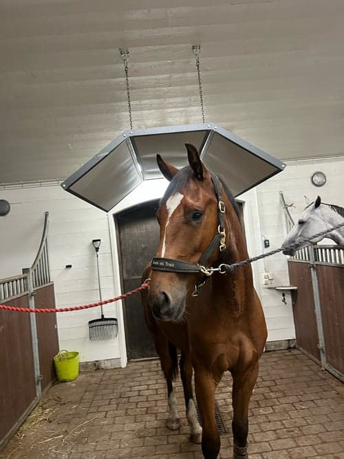 Bild av Trevlig valack e. HeartBeat