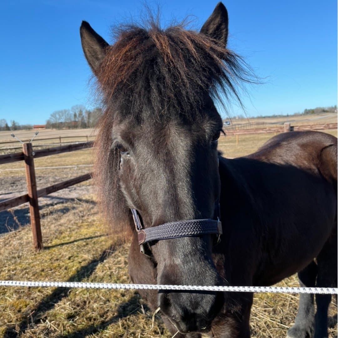 Bild 1 av Heba från Hagabacken