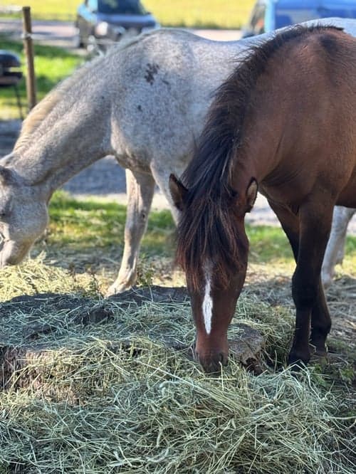Bild av Ponnykille för framtiden