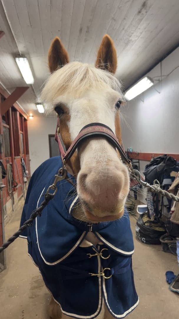 Bild 3 av Belcarra Ally