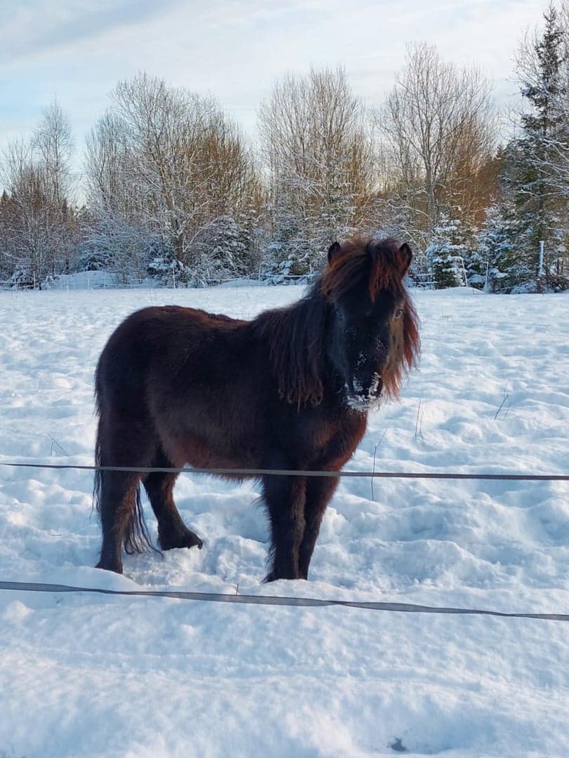 Bild 1 av Mellanbyns Haldir