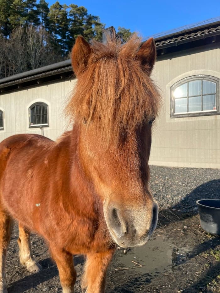 Media 2 av Kanebys Rebus