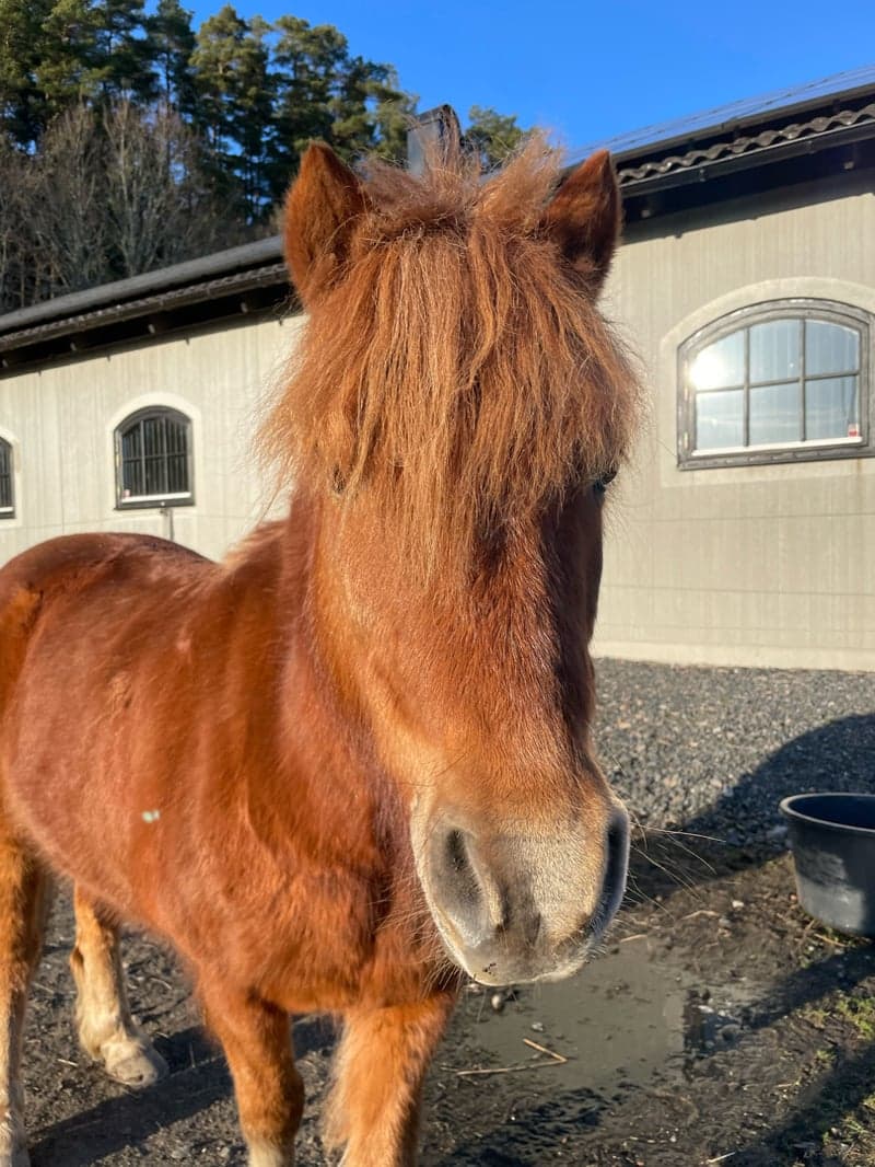 Bild 2 av Kanebys Rebus