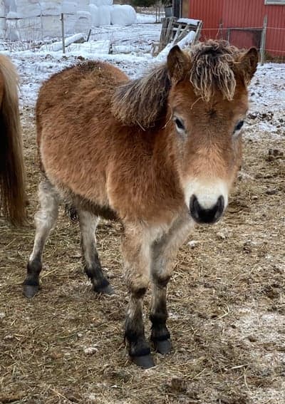 Inlägg 31 av Ponnytrav med titeln Dizzy
