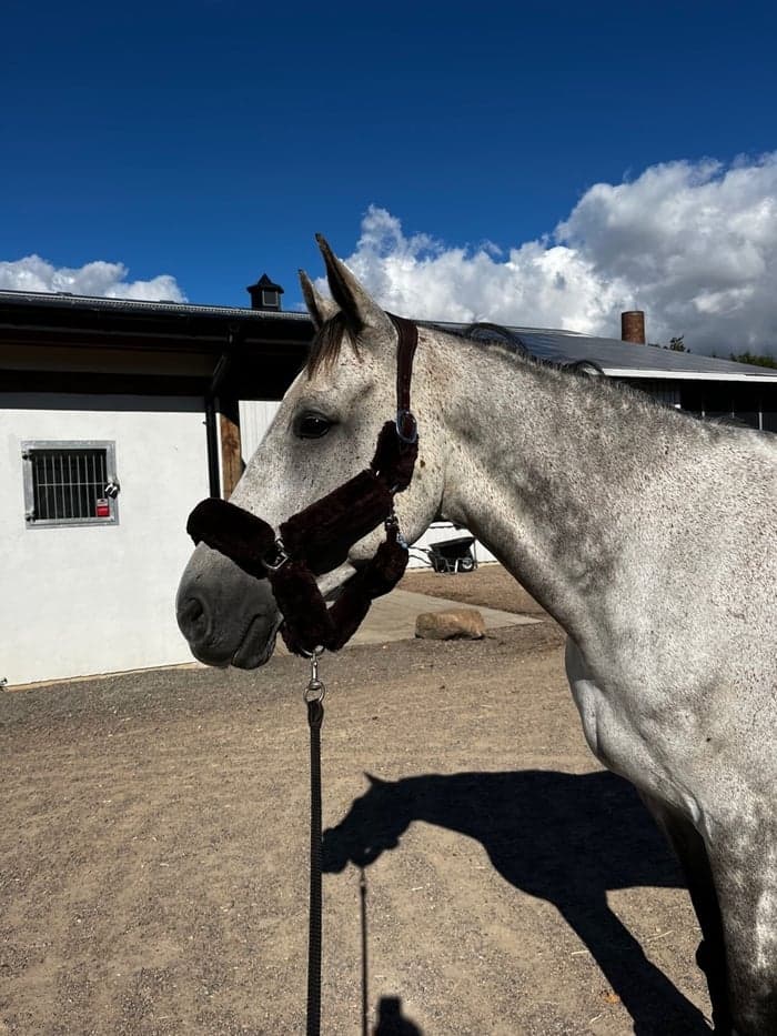 Media 1 av Nacor D'Almé C Z