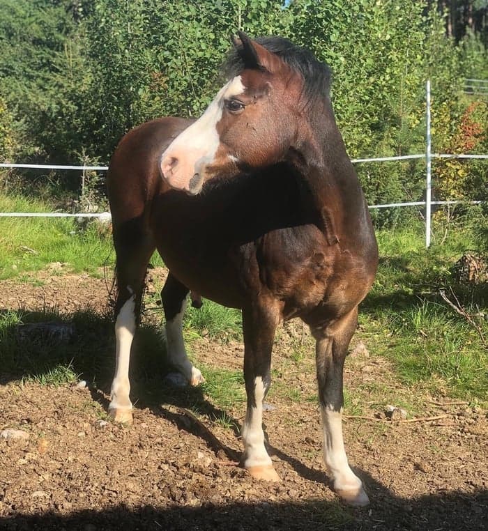 Media 1 av Asgårds Twist n' Shout