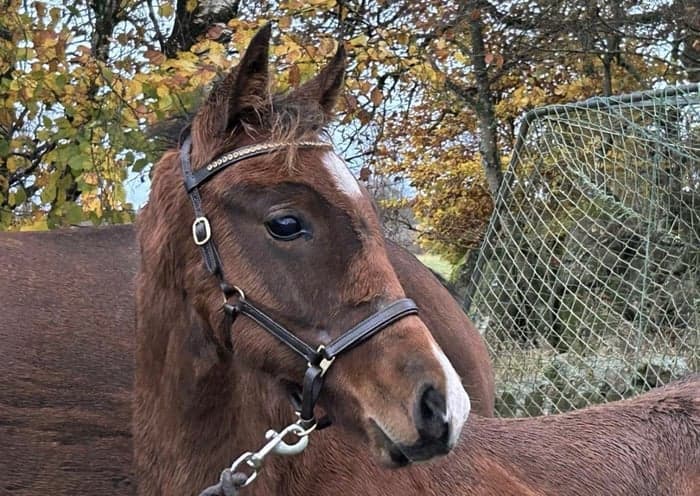 Media 1 av Deadly Viper M