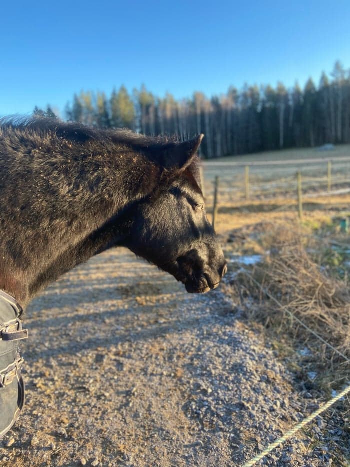 Media 5 av Ängsgårdenen sonny