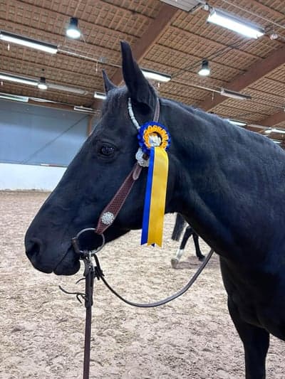 Inlägg 20 av Quarterhäst med titeln tävling