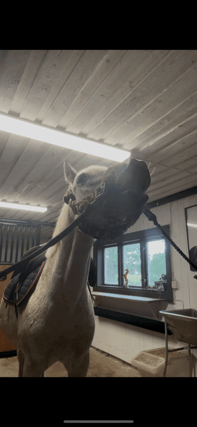 Inlägg 11 av Connemara