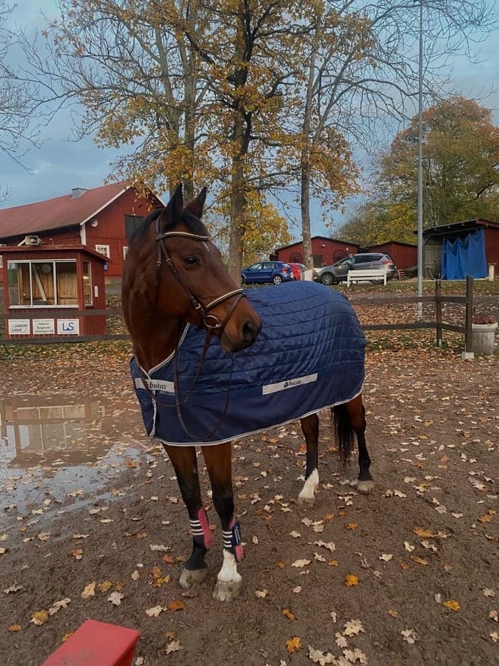 Media 1 av Sundhøjs Bailey