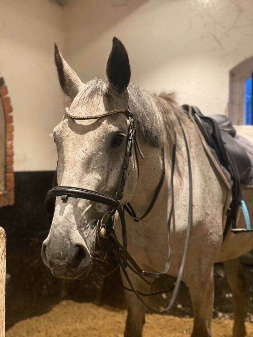 Image 1 of Jardento MP / Gold Candy DX