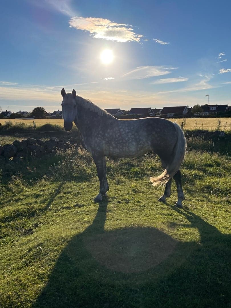 Image 1 of Nelly Furtado