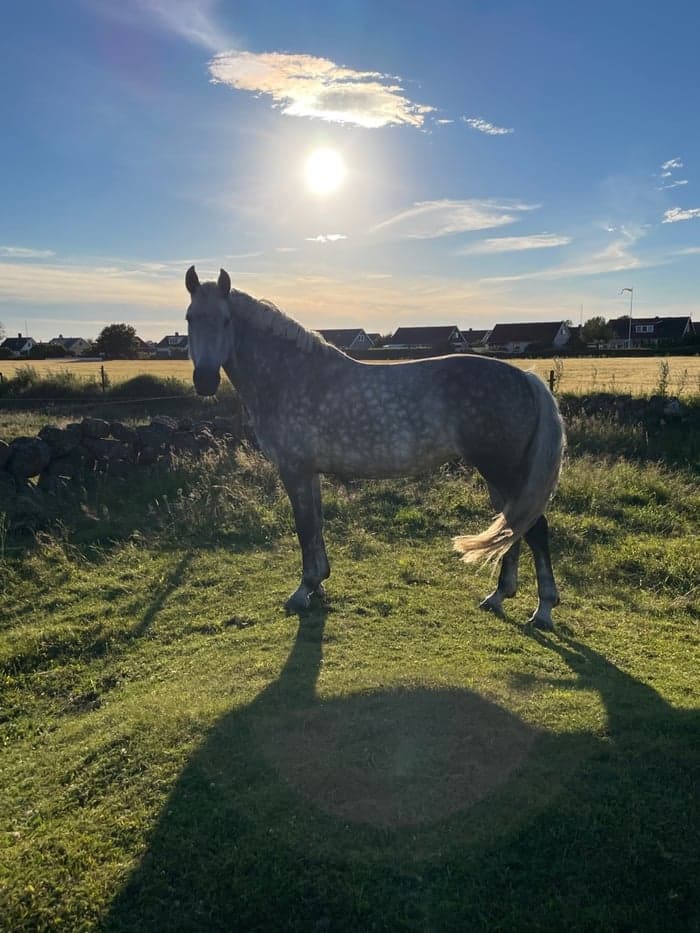 Media 1 of Nelly Furtado