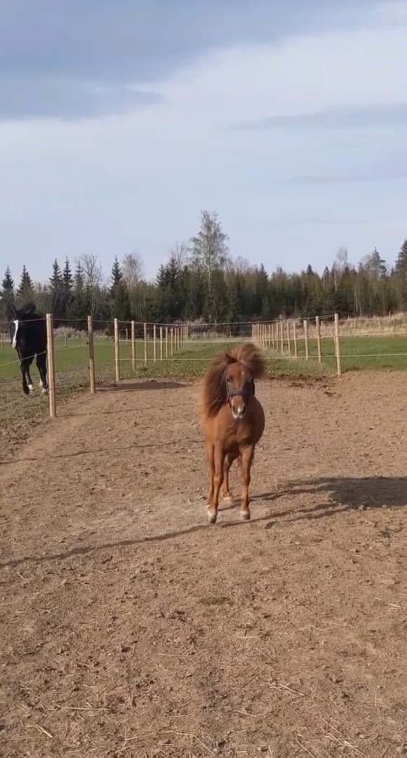 Media 1 av Kaos Topnotch Candyfloss