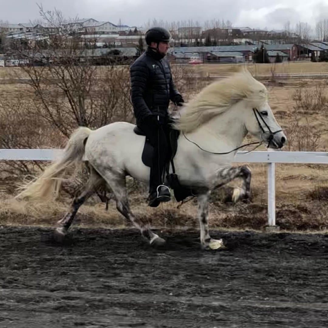 Bild 1 av Freyþór frá Mosfellsbæ