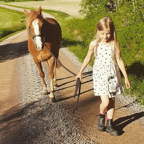 Bild av Intressekoll/Söker fodervärd! Till träning ev tävling eller en rolig hobbyhäst för den mindre ryttaren!