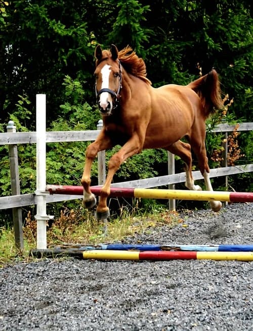 Image of Joinville e. Janeiro de Bieville f.2024 hopp/fälttävlan