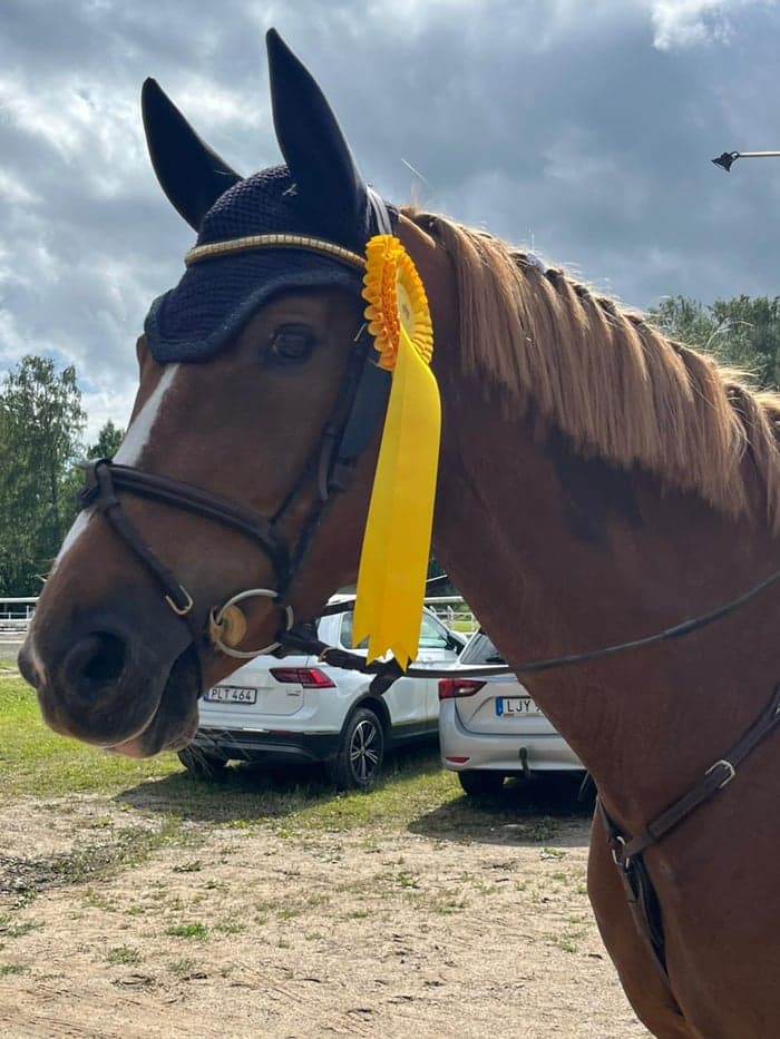 Media 5 av Hope For Golden Z