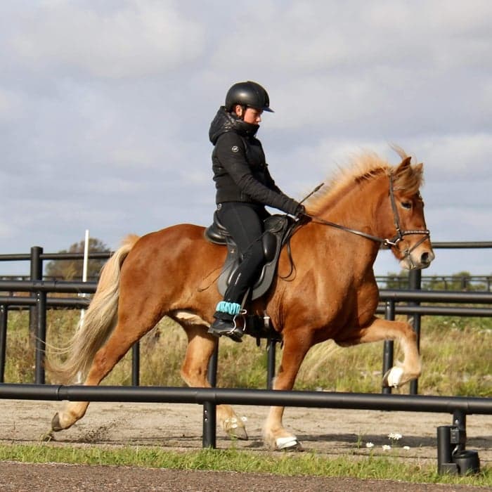 Media 1 av Sæta från Rosenlund