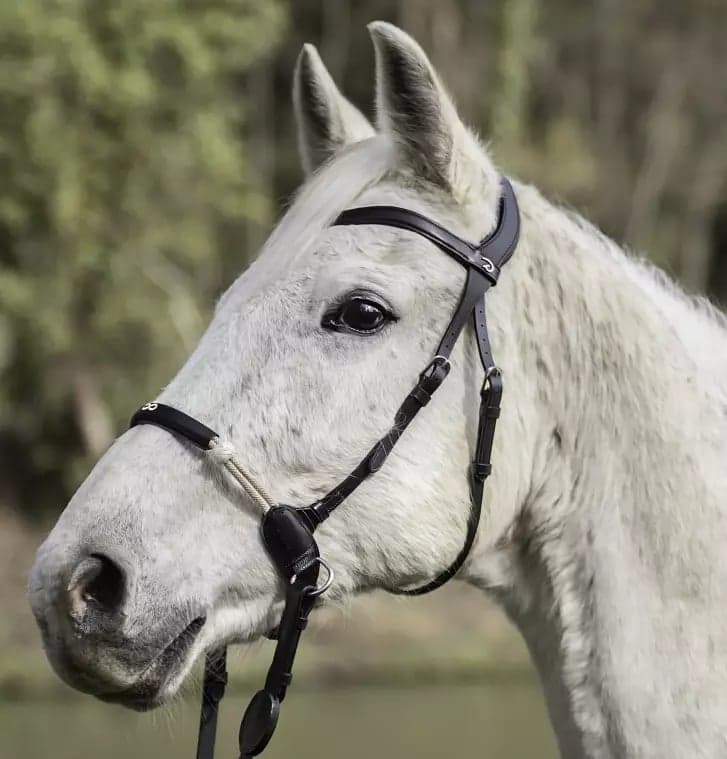 Bild 1 av Dy’on bettlöst träns