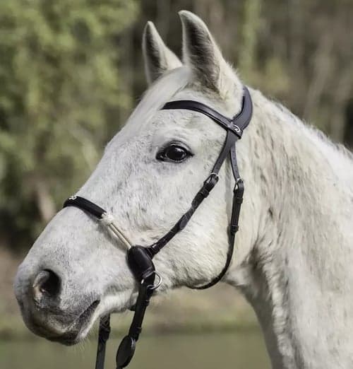 Bild av Dy’on bettlöst träns