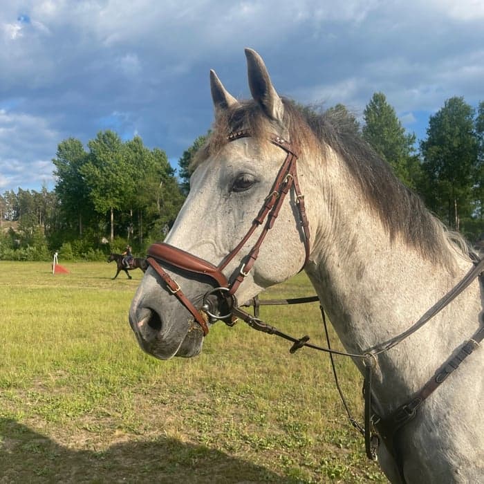 Media 1 av Deluxe Tau