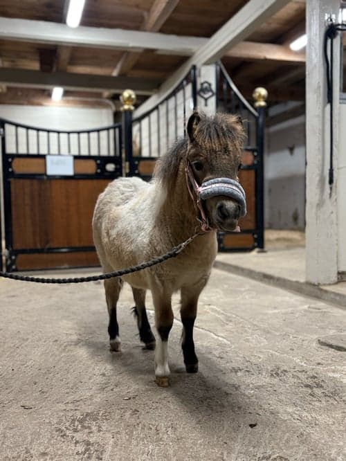 Bild av Supersöt mini!