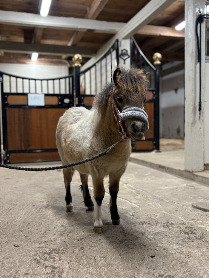 Media 1 av Supersöt mini!