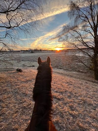 Inlägg 82 av Allround med titeln God jul 🎄 