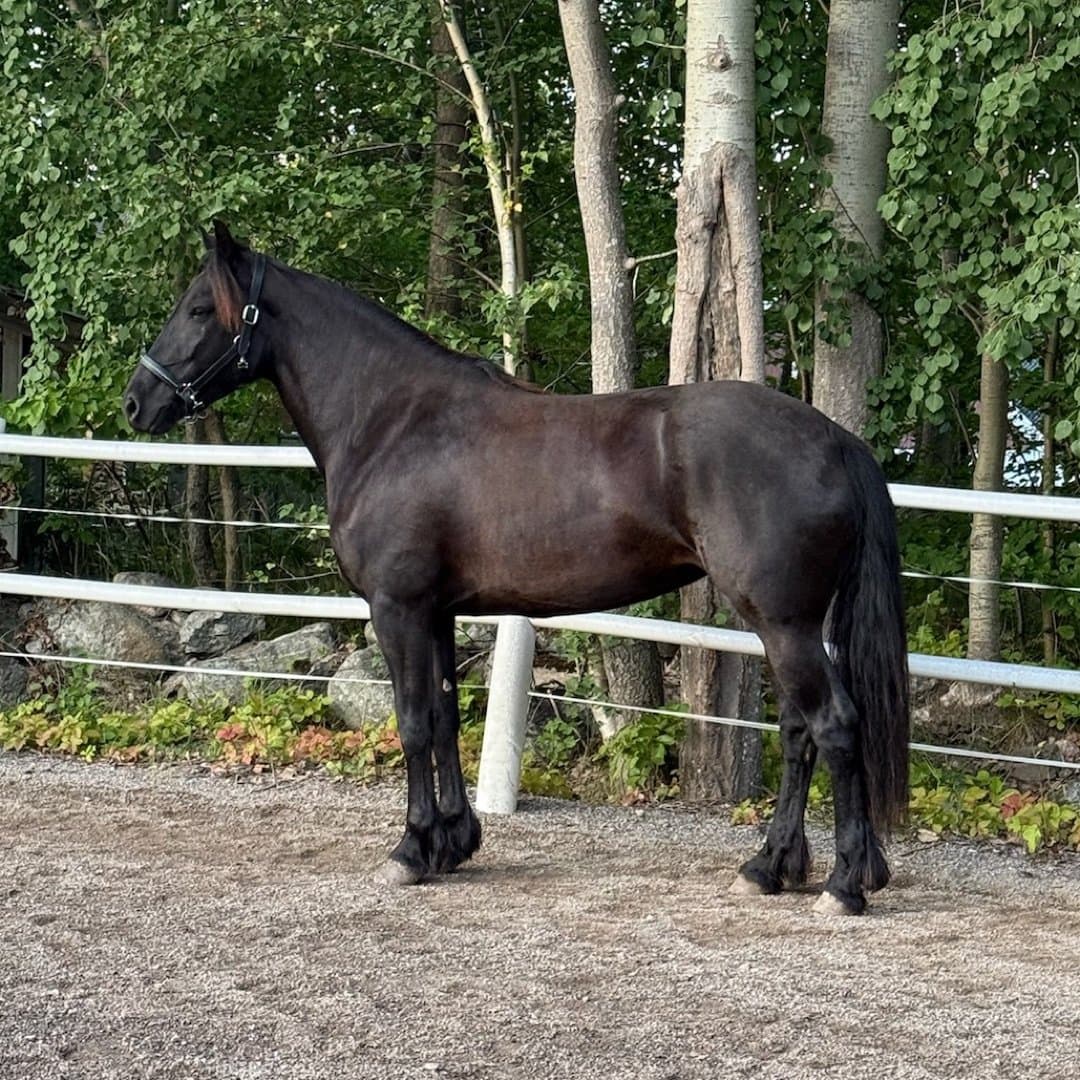 Bild 1 av Klack Silje